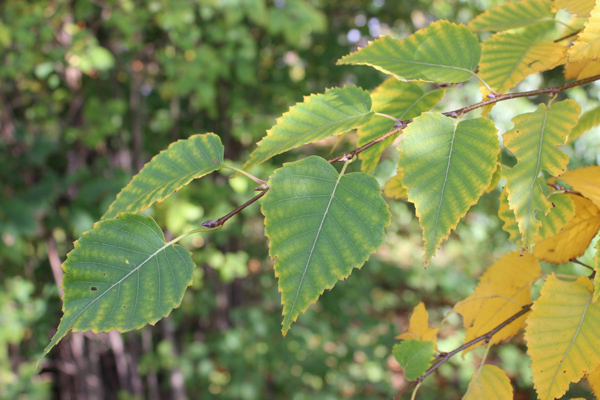 Изображение особи Betula ermanii.