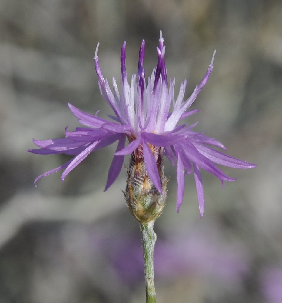 Изображение особи род Centaurea.