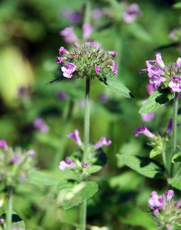 Изображение особи Clinopodium vulgare.