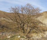 Crataegus monogyna. Покоящееся дерево в конце периода плодоношения. Краснодарский край, м/о г. Новороссийск, хр. Маркотх, склон горы. 23.10.2014.