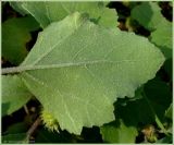 Xanthium orientale. Лист (нижняя сторона). Нижегородская обл., Сеченовский р-н, окрестности д. Языково, берег р. Сура. 1 августа 2009 г.
