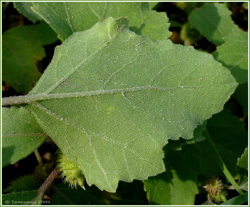 Изображение особи Xanthium orientale.