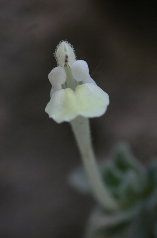 Изображение особи Scutellaria immaculata.