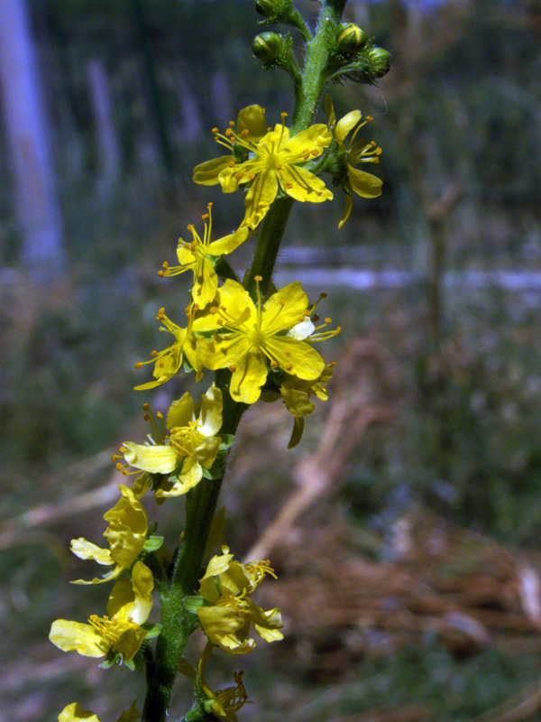 Image of Agrimonia asiatica specimen.