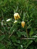 Fritillaria latifolia