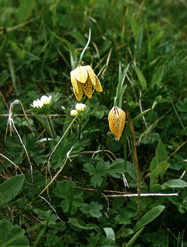 Изображение особи Fritillaria latifolia.