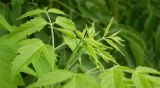 Acer negundo. Верхушка побега с молодыми листьями. Ставропольский край, Будённовский р-н, с. Покойное. 23.08.2009.