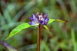 Gentiana macrophylla