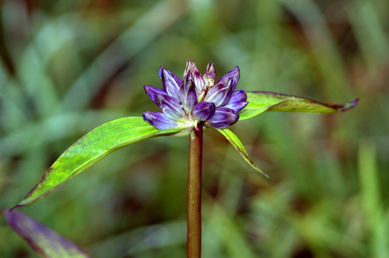 Изображение особи Gentiana macrophylla.