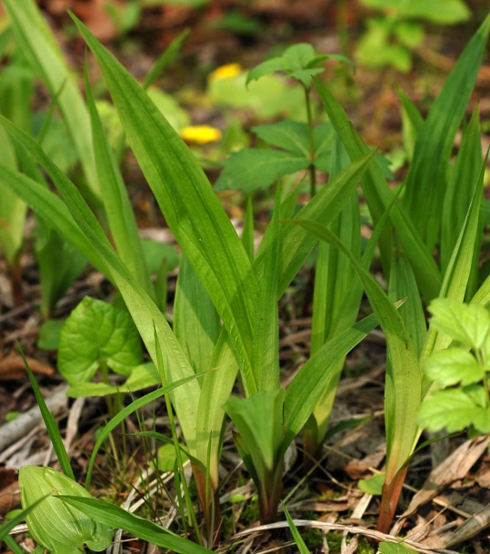 Image of Carex siderosticta specimen.