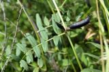 Vicia sepium