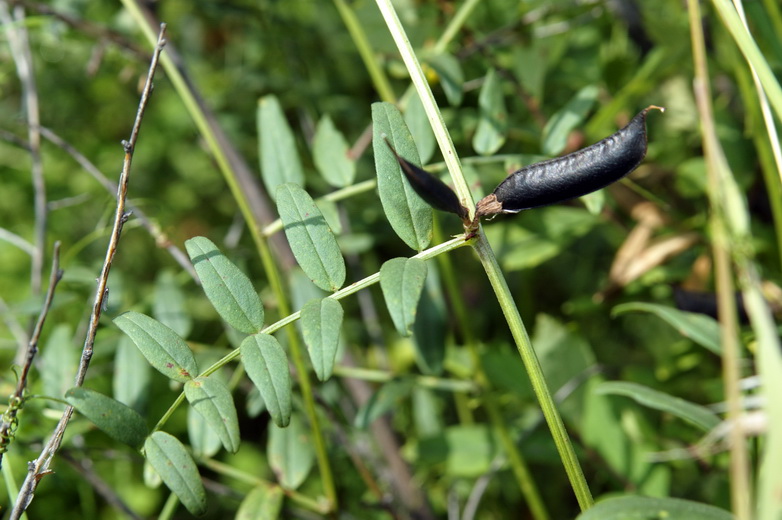 Изображение особи Vicia sepium.