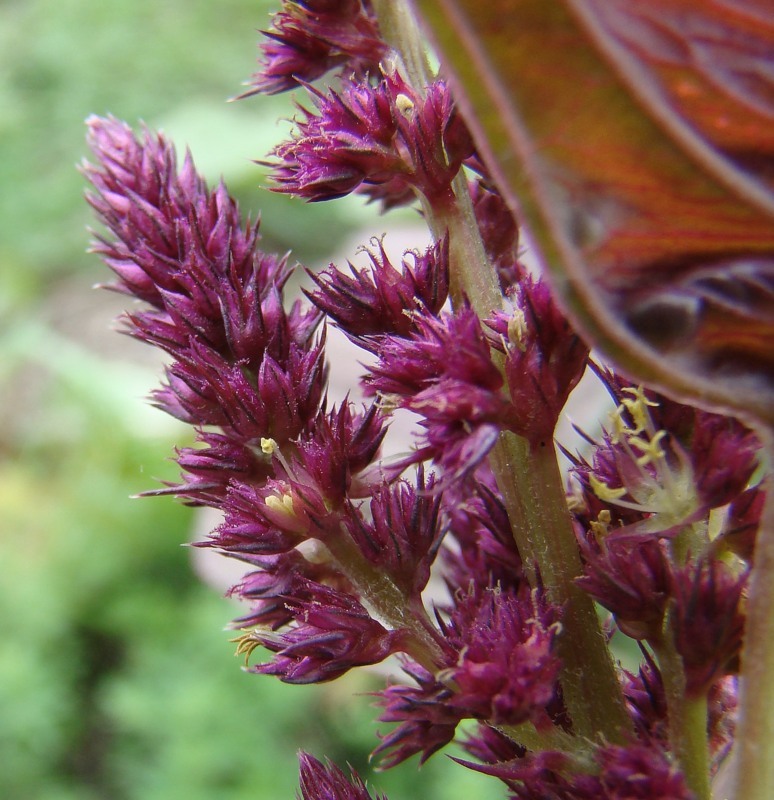 Image of Amaranthus hypochondriacus specimen.