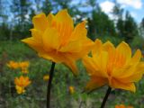 Trollius kytmanovii. Верхушки цветущих растений. Иркутская обл., Бодайбинский р-н, долина р. Хомолхо, редколесье. 14.06.2008.