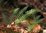 Polypodium sibiricum