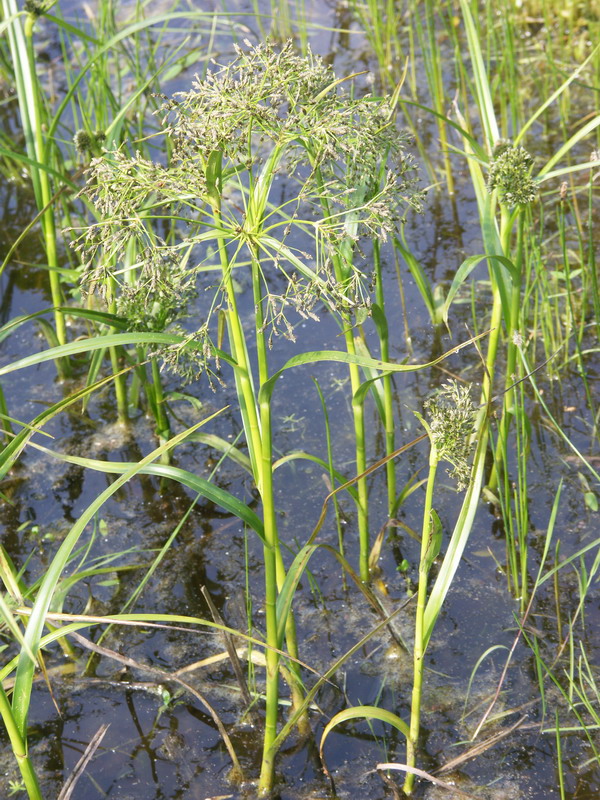 Изображение особи Scirpus radicans.