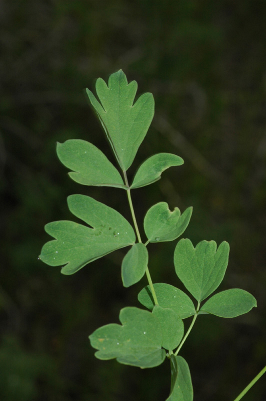 Image of Thalictrum minus specimen.