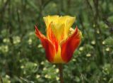 Tulipa greigii