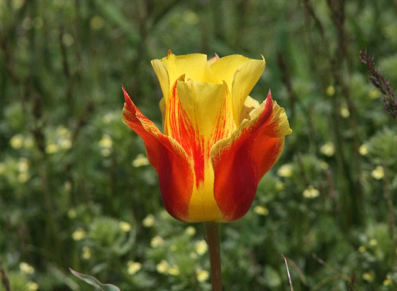 Image of Tulipa greigii specimen.