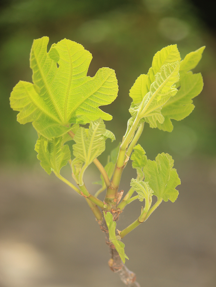 Изображение особи Ficus carica.