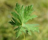 Geranium collinum. Лист. Кыргызстан, Чуйская обл., с. Восток, берег водоема. 11.09.2015.