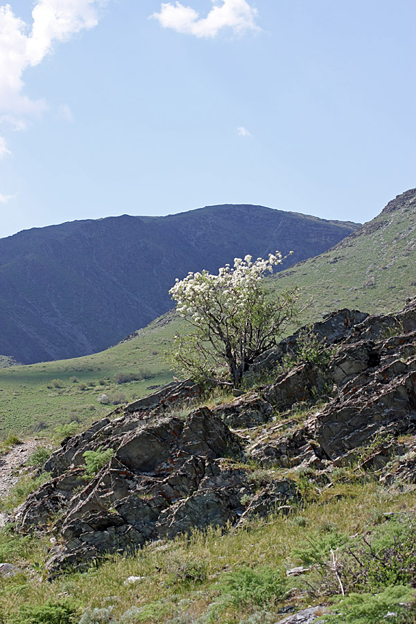 Image of Pyrus regelii specimen.