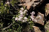 Dendroarabis fruticulosa. Цветущее растение. Казахстан, Восточно-Казахстанская обл., Южный Алтай, долина р. Кальджир, верховое плато. Начало мая 2013 г.