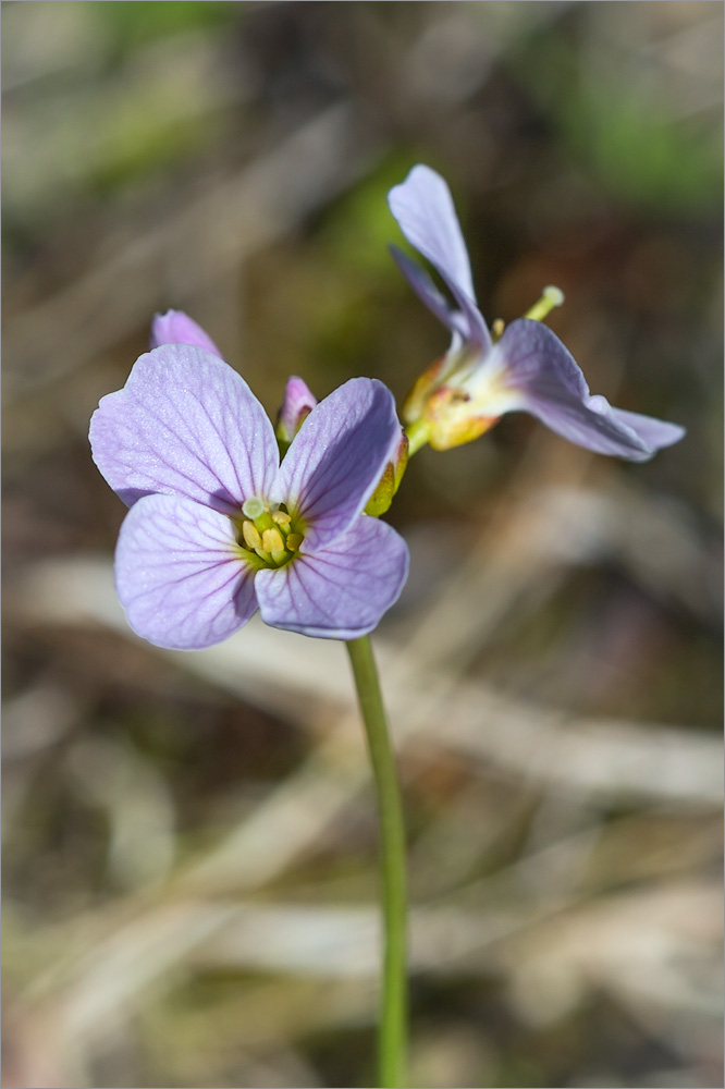 Изображение особи Cardamine pratensis ssp. angustifolia.