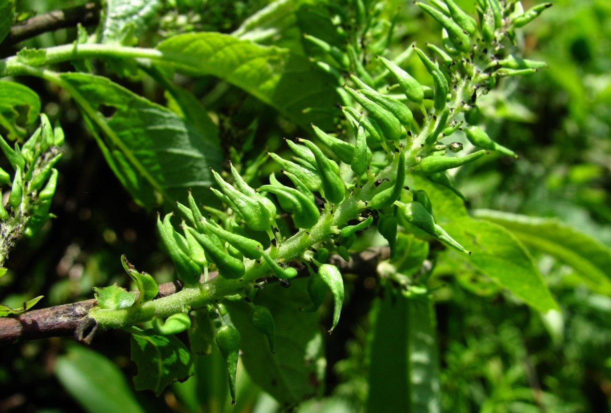 Image of genus Salix specimen.