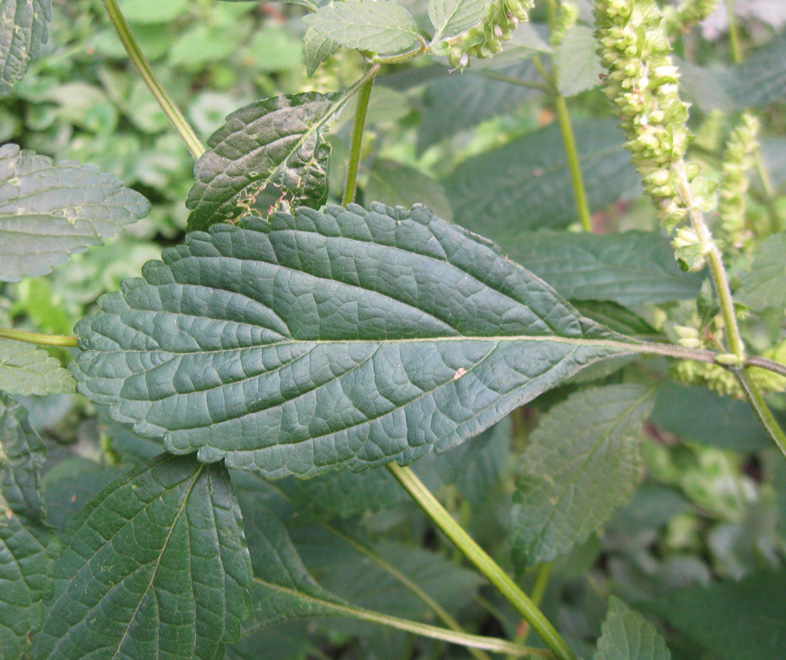 Image of Elsholtzia ciliata specimen.