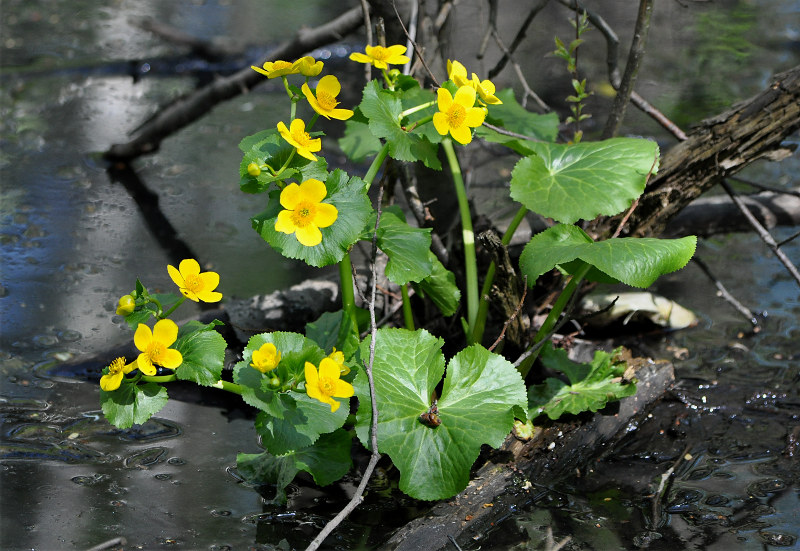 Изображение особи Caltha palustris.