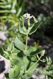 Silene turkestanica