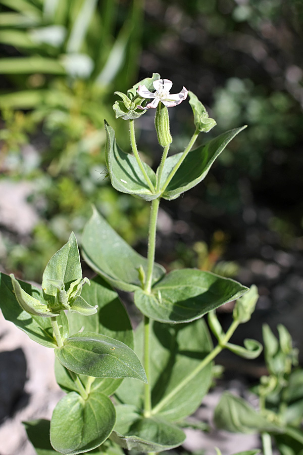 Изображение особи Silene turkestanica.