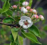 Pyrus communis