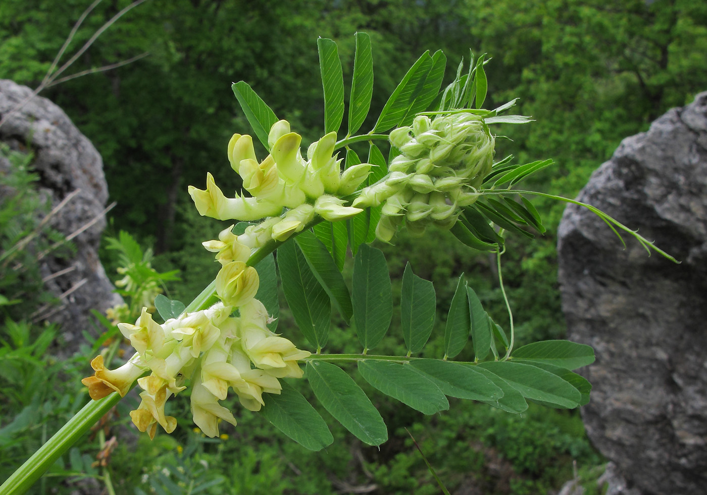 Image of Vicia balansae specimen.