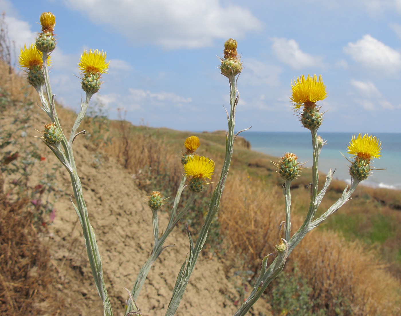 Изображение особи Centaurea solstitialis.