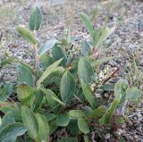 Salix glauca