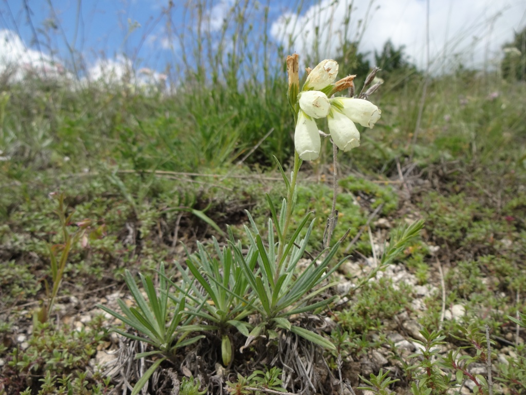 Изображение особи Onosma tanaitica.