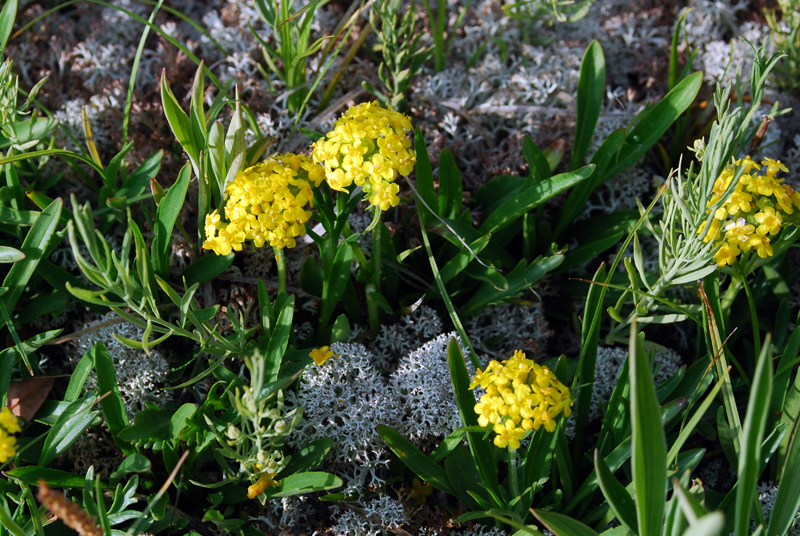 Изображение особи Patrinia sibirica.