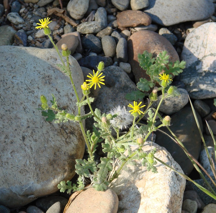 Image of Senecio viscosus specimen.