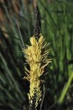 Carex elata. Верхушка тычиночного колоска. Нидерланды, провинция Groningen, Noordlaren, окр. озера Zuidlaardermeer, у берега мелиоративной канавы. 17 апреля 2010 г.