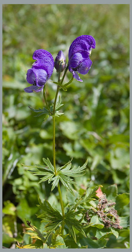 Изображение особи Aconitum ambiguum.