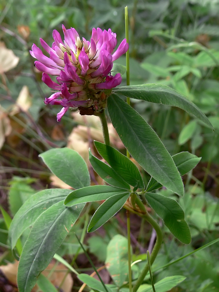 Изображение особи Trifolium medium.