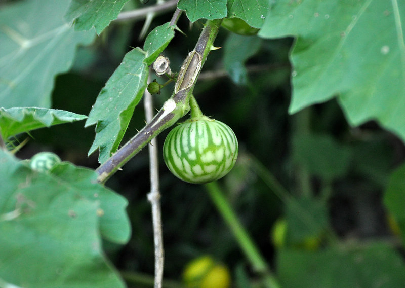 Изображение особи Solanum surattense.