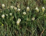 Astragalus inopinatus. Цветущие растения. Иркутская обл., Иркутский р-н, левый берег р. Ангара. 10.06.2014.