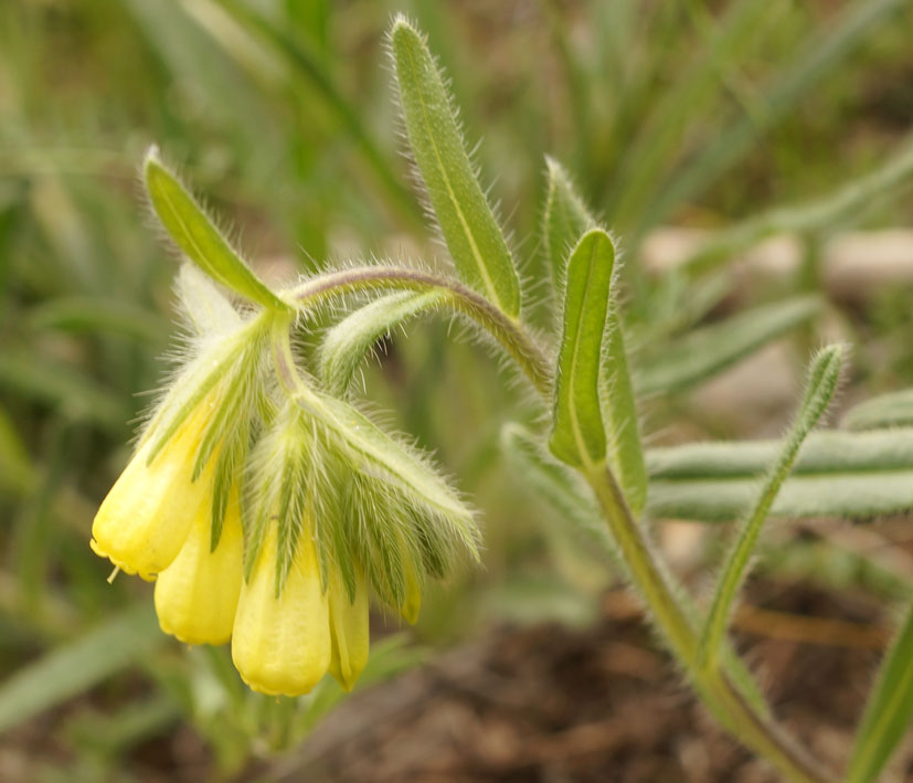 Image of Onosma irritans specimen.