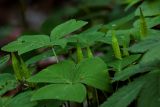 Oxalis obtriangulata