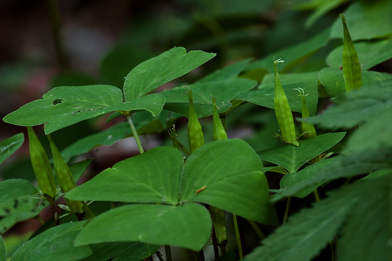 Изображение особи Oxalis obtriangulata.