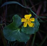 Caltha palustris. Цветок (распустился в нетипичное время). Пермский край, Суксунский р-н, пойменная долина р. Сылва. 27.09.2015.