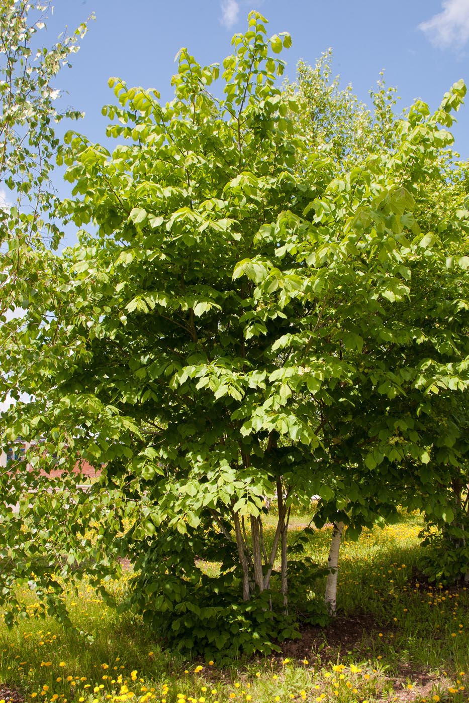 Изображение особи Ulmus glabra.